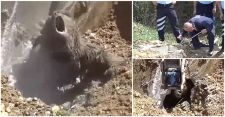 Grupo de trabalhadores resgata urso após este cair numa fossa