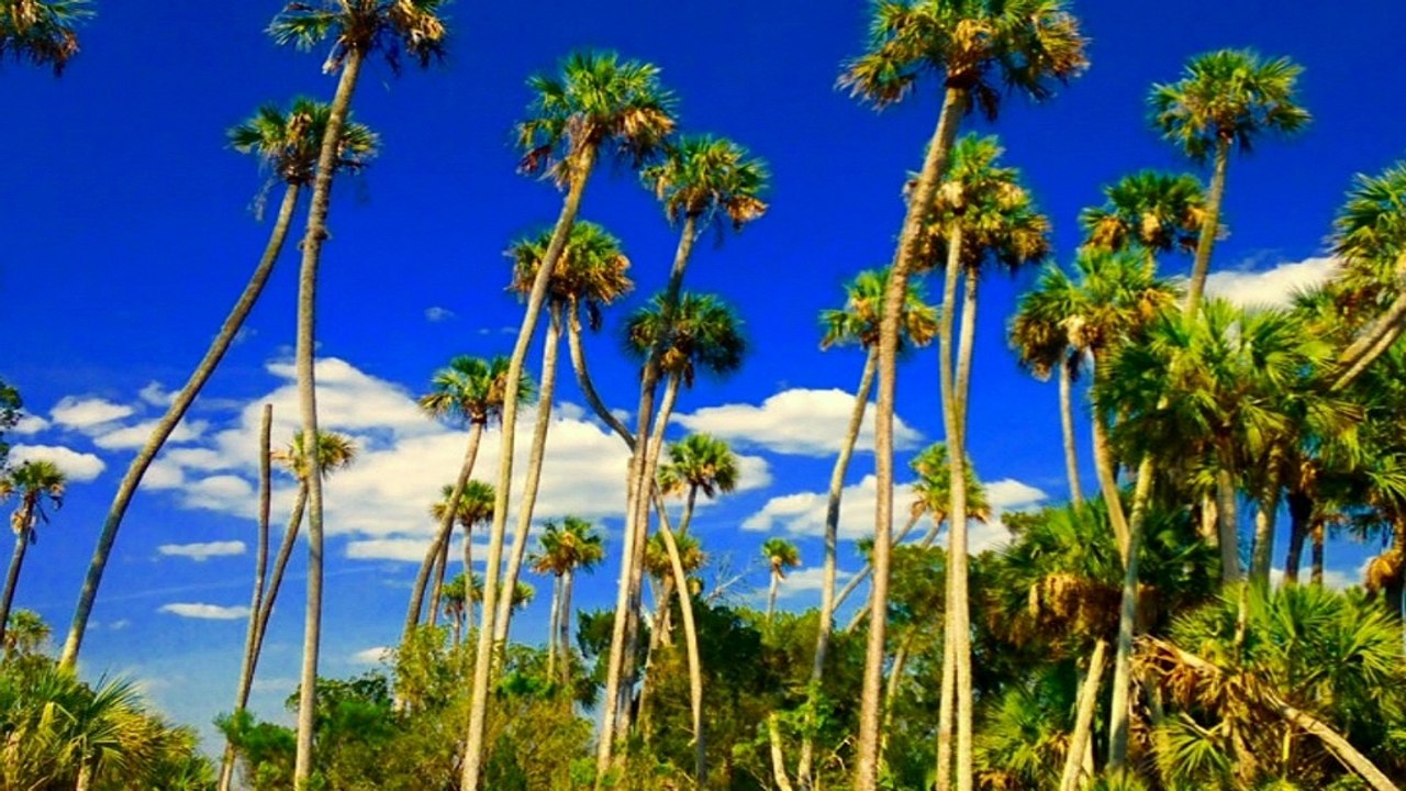 Sabal palmettom