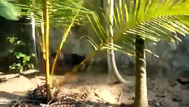 Dog Vs Cobra Snake Attack __ Dog Attacks Indian King Cobra Snake