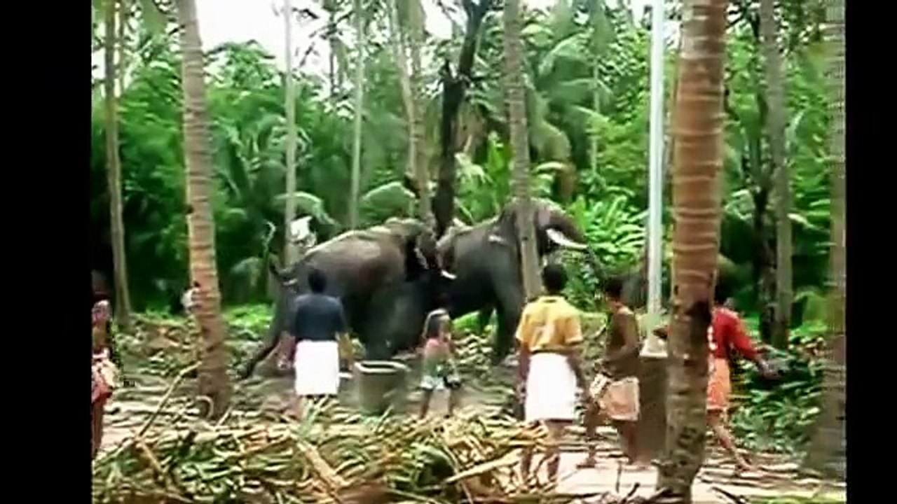 Elephant Attack in Kerala India 2016