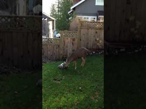 Affectionate Deer Licks Feline Friend