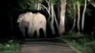 Elephants fighting in Wayanad Kerala Forest India __ Wild Elephants fighting in Kerala Border