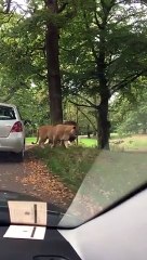 Babasının Safari Heyecanına Ağız Dolu Kusmuğu ile Ortak Olan Ufaklık