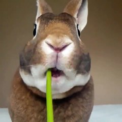 Bunny Snacking on a Dandelion is the Cutest thing you'll see all day