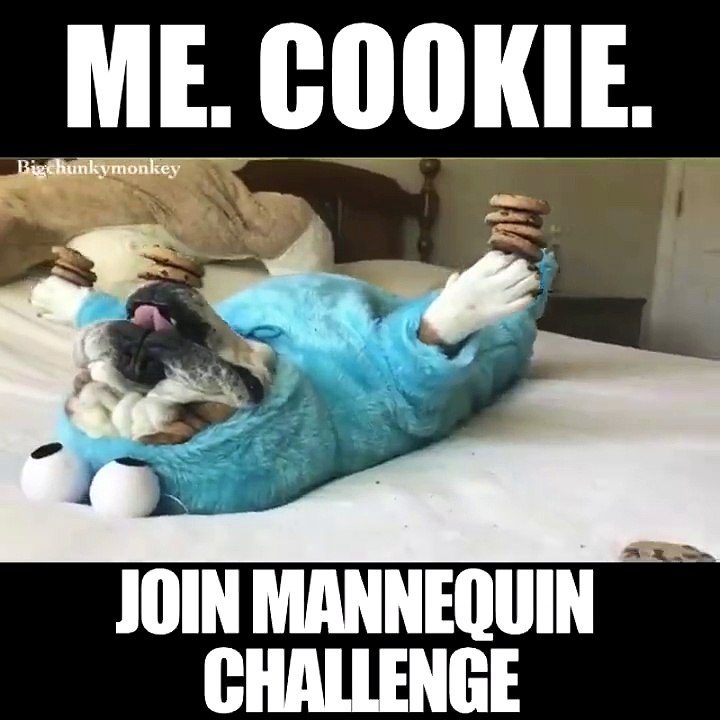 Dogs Perform Mannequin Challenge