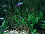 Aquarium