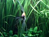 Aquarium