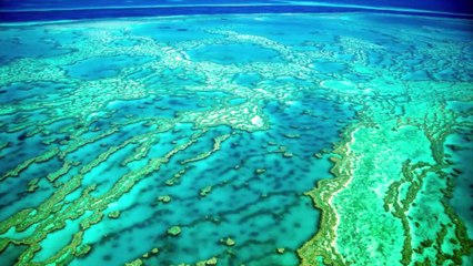 The Great Barrier Reef just saw 2016 become its worst year ever