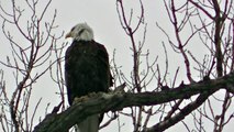 Beautiful BALD EAGLE Nature Midwest ! Outdoors Minnesota in HD !