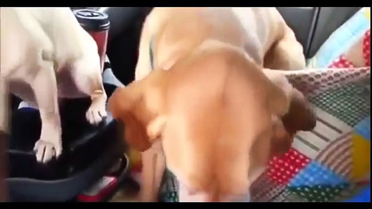 Fun with animals funny videos  compilation