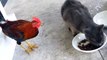 Funny animals Rooster vs. cat Funny animals video Chicken vs Cat