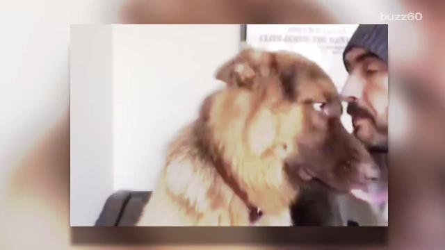 Russell Brand's Dog Dislikes Owner's Singing Voice