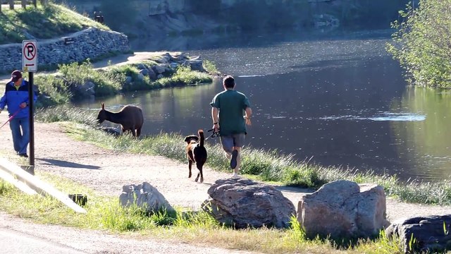 Un joggeur et son chien coursés par un wapiti