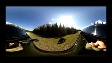 Bear in the background 360vr video by ThisIsMeInVR