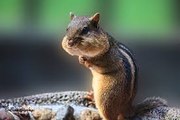 360 animal experience chipmunk for VR devices by This Is Me om VR