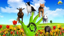 Cat Dog Animals The Finger Family Rhymes | Animal Finger Family nursery children 3d songs