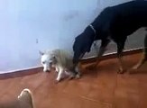 best Animals Having Fun Breeding Reproducing Dogs Mating 4 ~ Best Funny Animals 2014  review