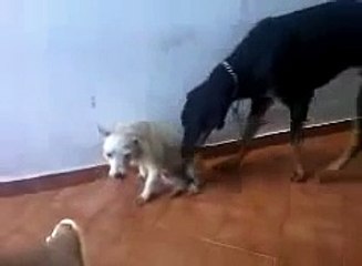 best Animals Having Fun Breeding Reproducing Dogs Mating 4 ~ Best Funny Animals 2014  review