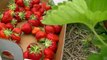 FOR KIDS: Picking Strawberries Minnesota Farm