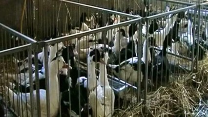 França: Gripe das aves detetado num pato selvagem