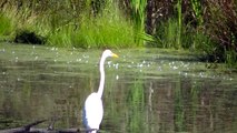 Minnesota land of 10 000 lakes NATURE watch in HD Full Screen