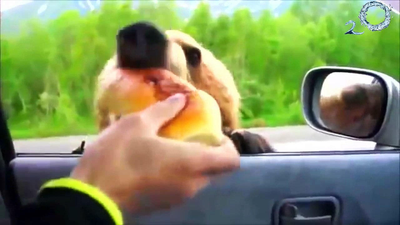 Dependent Bears - Russian Crazy Bears (Bagımlı Ayılar) Rusyanın Garip Ayıları