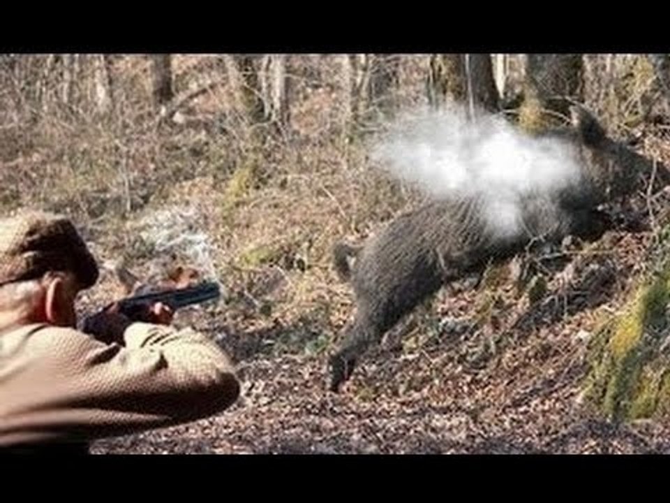Hunting for wild boar great moments