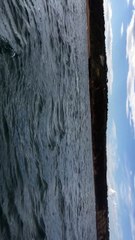 Thresher Shark Jumps Out of Water