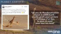 Cette girafe qui envoie valser une lionne affamée a remonté le moral des internautes