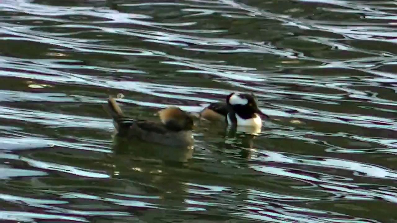 Identify this Duck ! Outdoors Minnesota in HD !