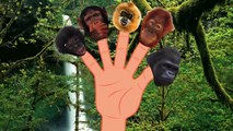 Finger Family Finger Family Monkeys Nursery Rhyme Zoo Animal song Five little Monkeys Kids Songs