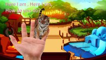 Animals Finger Family| Zoo Animals vs Jungle Animals vs Dinosaurs| Nursery Rhymes| Songs for Kids