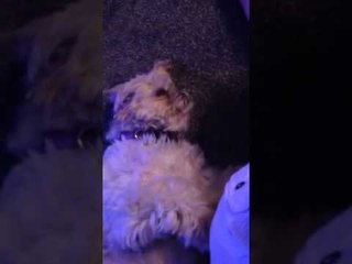 Brainy Dog Is Surprisingly Good at Math