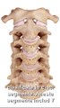 Anatomia coloanei vertebrale