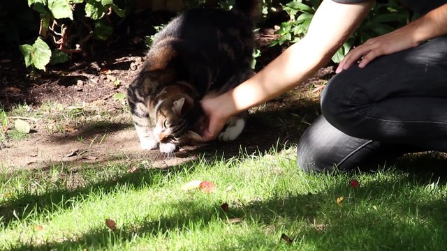 Cat Jumping in Slow Motion - The Slow Mo Guys