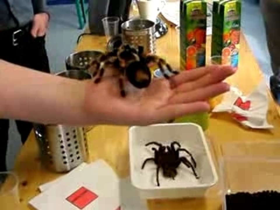 Grosse bête chez Vanksen - 2