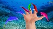 Colors Whale Finger Family Songs - Learn Colors Dolphin Finger Family Nursery Rhymes compilation