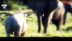 National Geographic - Wild Animal Fights Rhino vs elephant Lion, Animals- Documentary