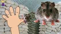 Finger Family Rhymes for Children MOUSE Cartoons | MOUSE Finger Family Children Nursery Rhymes