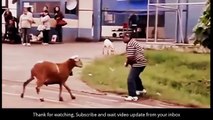 Animal Attack On Public Very Funny Please Not To Laugh #LOL
