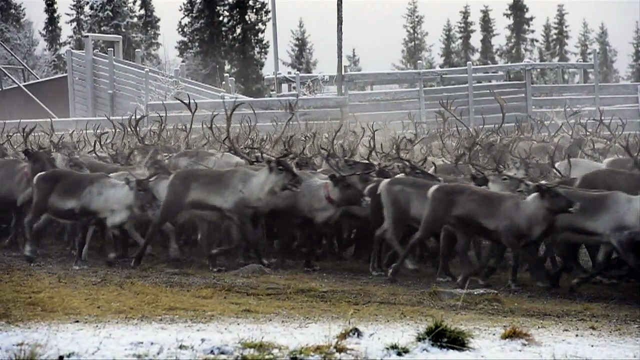 Sami reindeer herders gather flock in Swedish Lapland