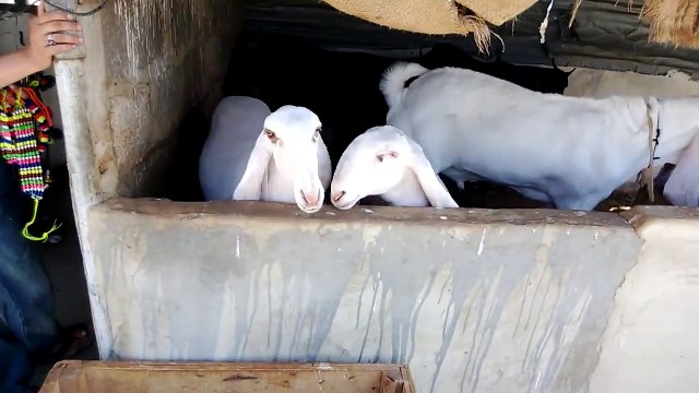 Beautiful Dancing Sheeps
