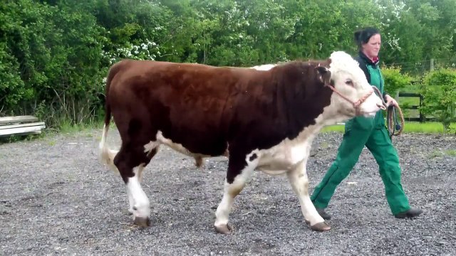 Polled Hereford Bulls for sale, Fabb 1 Macbeth