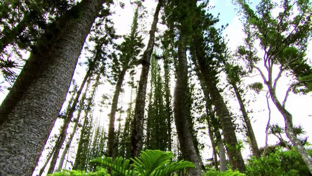 Pflanzen - Herrscher über die Erde - 2v3 - Bund der Blüten -by ARTBLOOD