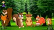 Finger Family SQUIRREL Cartoon Nursery Rhymes for Children | 2D SQUIRREL Finger Family Children Nu