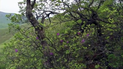 Amazing Nature - James Frazermann