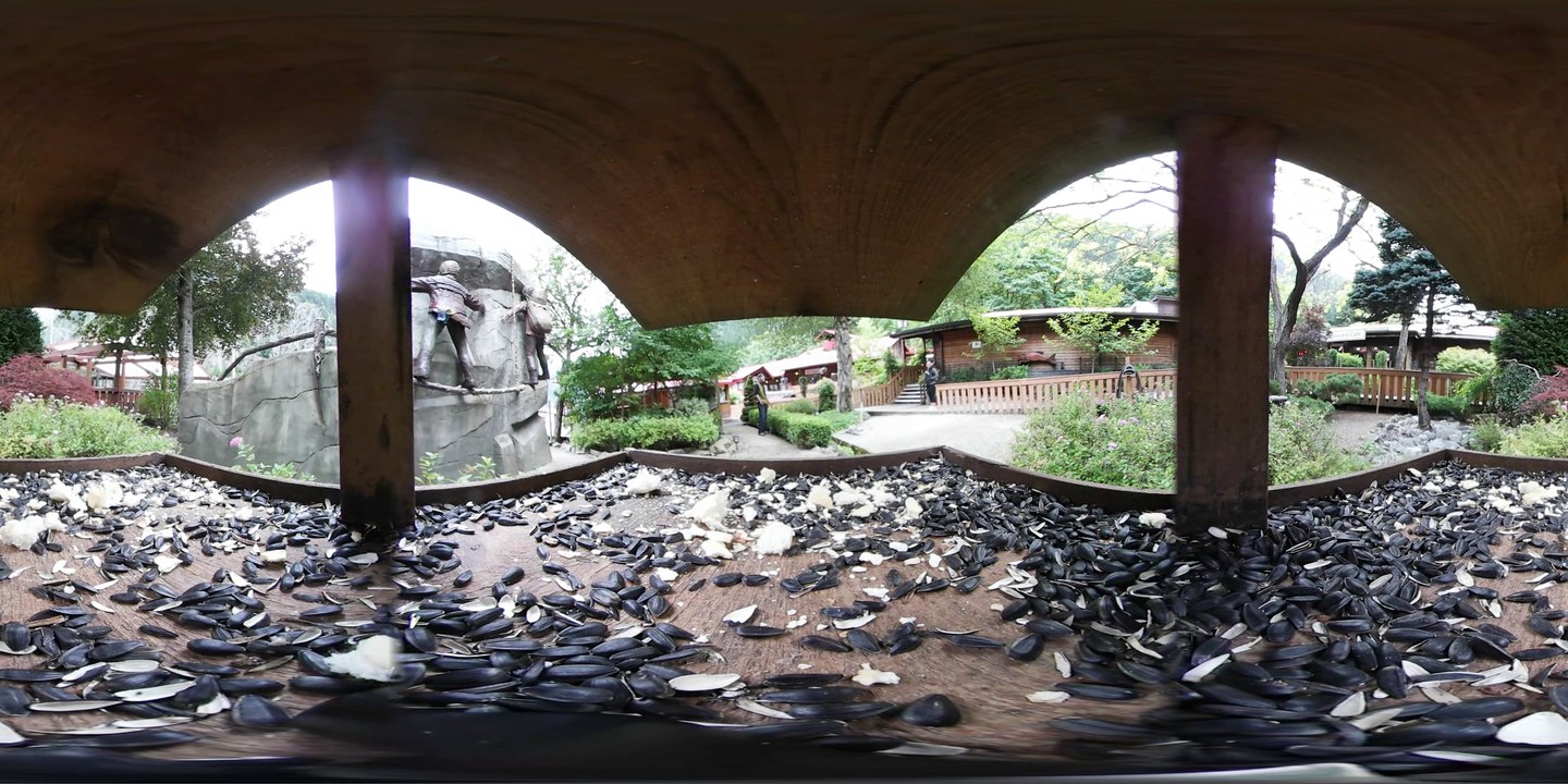 360 video BirdFeeder experience by This is me in vr