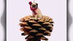 Fawn Pug Real Pinecone Dog Christmas Ornament