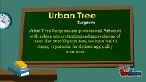 Providing For Best Arborists in Auckland at Low Price