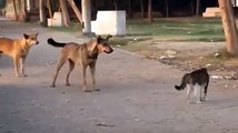 Brave Cat vs dogs  one cat and five Dogs, guess who wins.